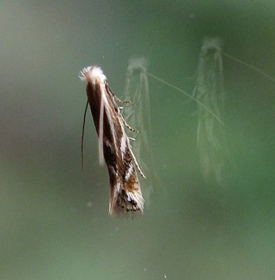 Ribbed Cocoon-maker Moth, Bucculatrix sp., family Bucculatricidae