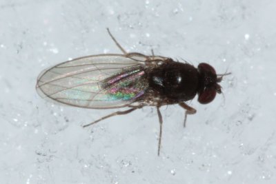 Drosophila obscura group