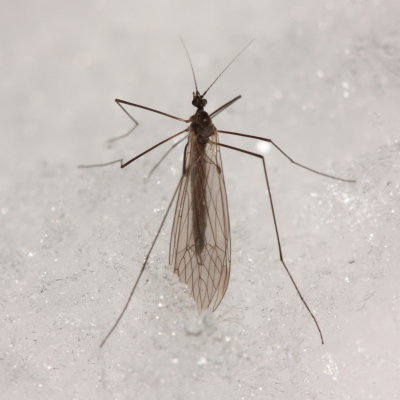 Trichocera sp.