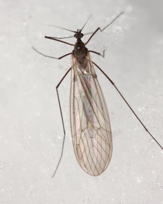 Trichocera sp.