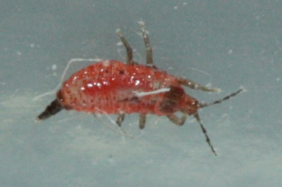 Red Tube-tailed Thrips, family Phlaeothripidae