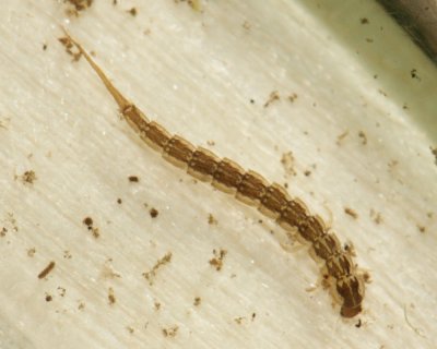 Haliplus sp. larva