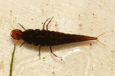 Agabus sp. larva
