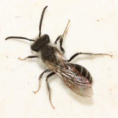 Andrena cf. barbilabris
