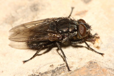 Cynomyia cadaverina