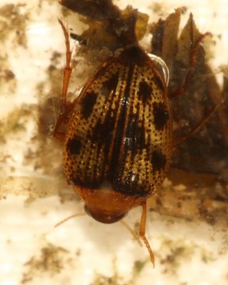 Haliplus immaculicollis