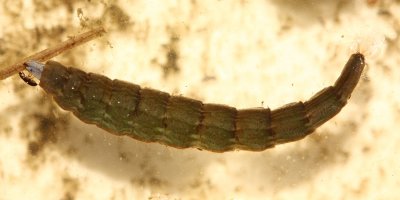 Stratiomys sp. larva