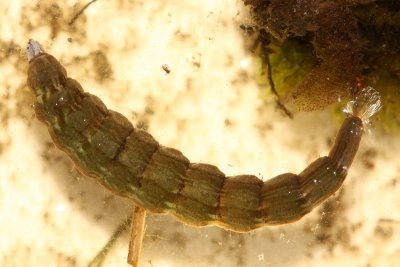 Stratiomys sp. larva