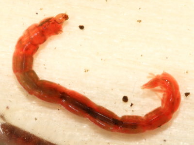 Chironomus sp. larva