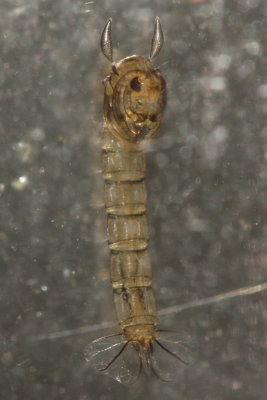 Phantom Midge (Chaoborus sp.) pupa