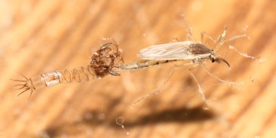 Phantom Midge (Chaoborus sp.)