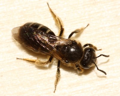 Lasioglossum cf. cinctipes