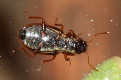 Family Hydraenidae - Minute Moss Beetles