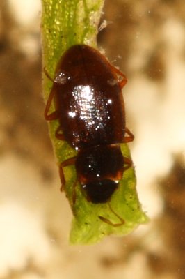 Hydraena sp.