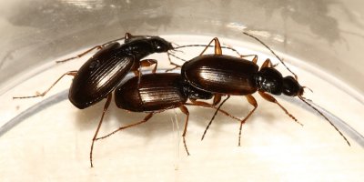 Agonum (Europhilus) sp.
