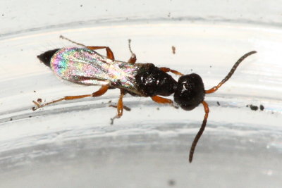 Bethylid Wasp
