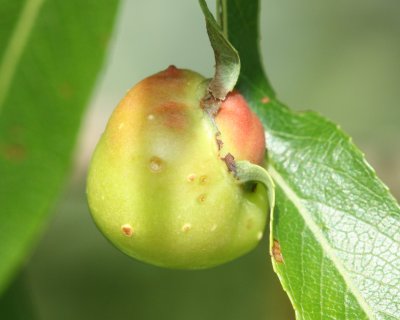 Willow Gall of Pontania sp.