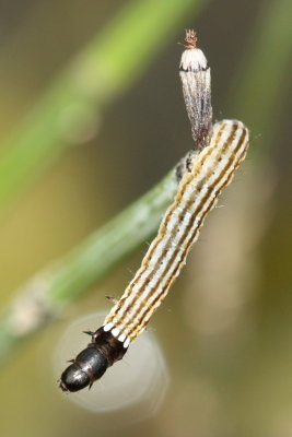Dichomeris sp.