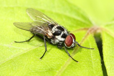 Family Anthomyiidae - Root-maggot Flies