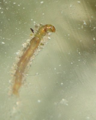 Tube-dwelling Larva