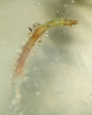Tube-dwelling Larva