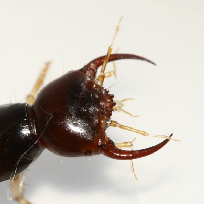 Tasgius sp. larva
