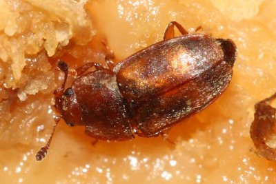 Epuraea sp.