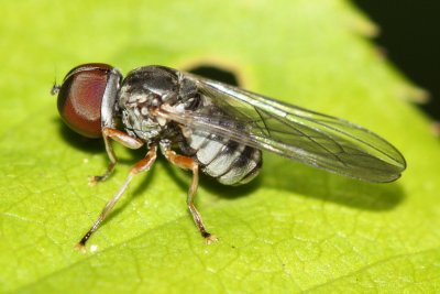 Big-headed Fly (Elmohardyia sp.), family Pipunculidae