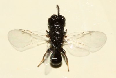 Eurytomid Wasp