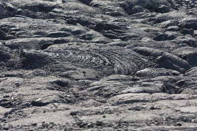 Pahoehoe lava