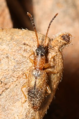 Telephanus atricapillus