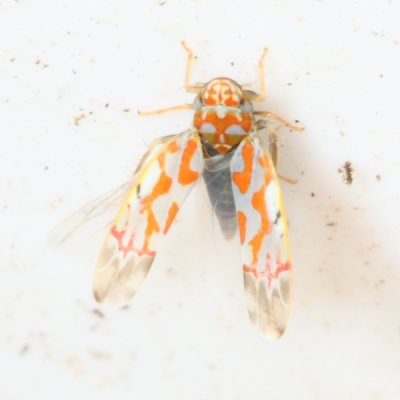 Erythroneura rubrella (Typhlocybinae)