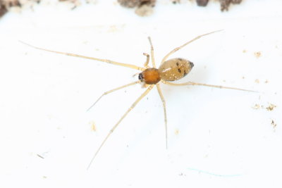 Family Linyphiidae - Sheetweb and Dwarf Spiders