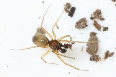 Linyphiid
