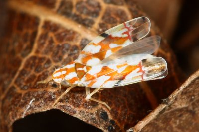 Erythroneura sp. (Typhlocybinae)