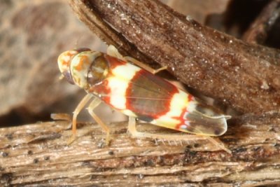 Erythroneura vitis (Typhlocybinae)