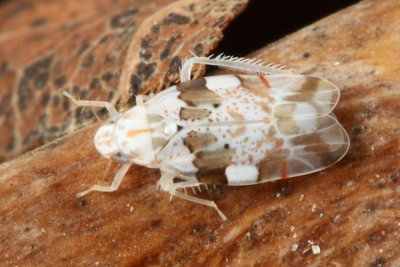 Hymetta balteata (Typhlocybinae)