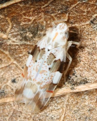 Hymetta balteata (Typhlocybinae)
