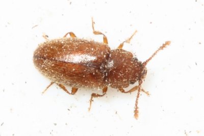 Cryptophagus sp.