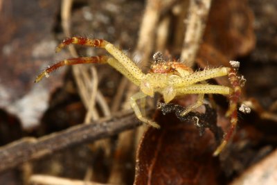 Flower Crab Spider (Misumenops sp.)