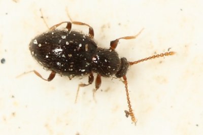 Ant-like Stone Beetle (Stenichnus scutellaris)