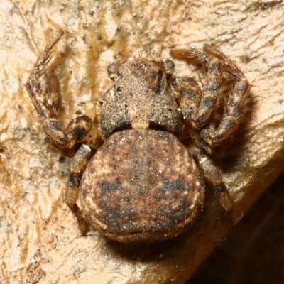 Bark Crab Spider (Bassaniana sp.)