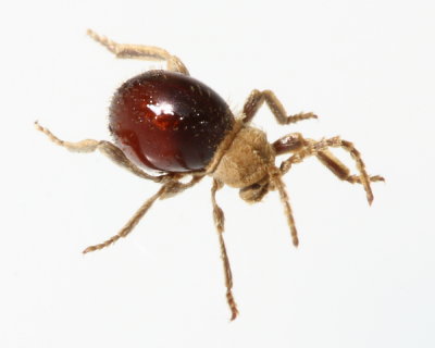 Northern Spider Beetle (Mezium affine)