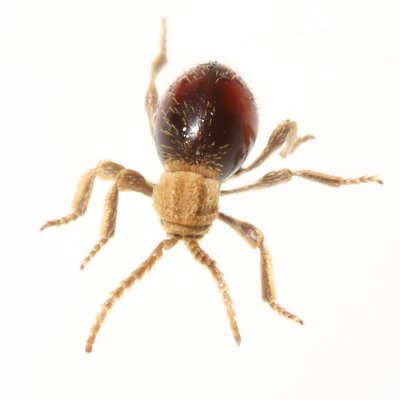 Northern Spider Beetle (Mezium affine)