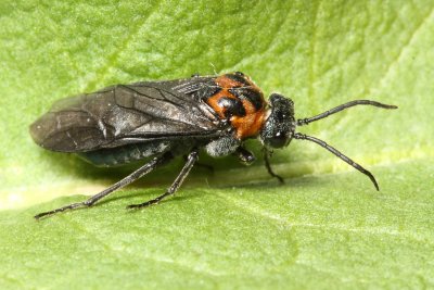 Dolerus unicolor