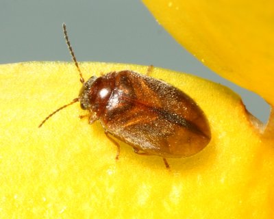Nyholmia confusus