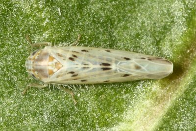 Balclutha impicta (Deltocephalinae)