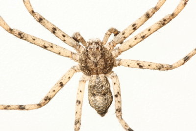 Philodromus cf. praelustris