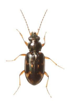 Bembidion (Notaphus) sp.