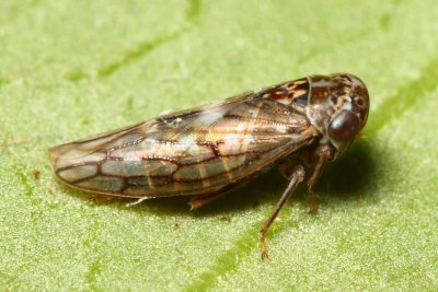 Idiocerus alternatus (Eurymelinae)
